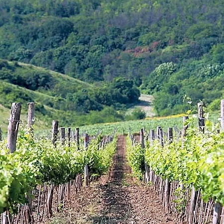 Seven Generations Winery Mechka