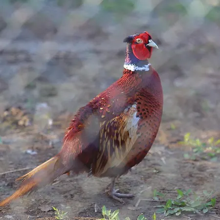 Seven Generations Winery Hotel Mechka