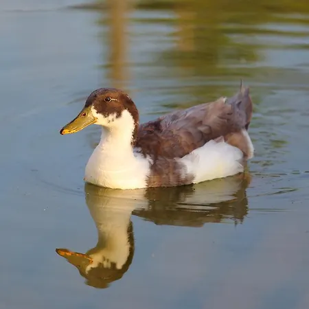 Seven Generations Winery Mechka