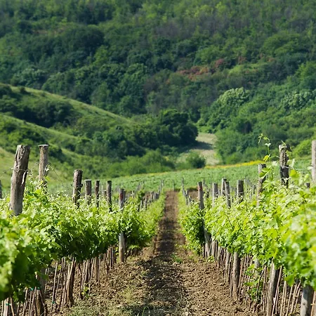 Seven Generations Winery מלון