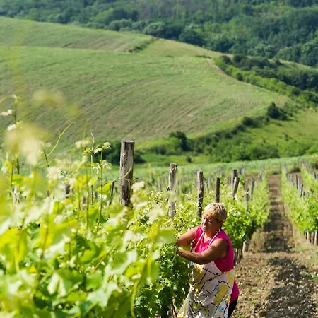 Seven Generations Winery Mechka