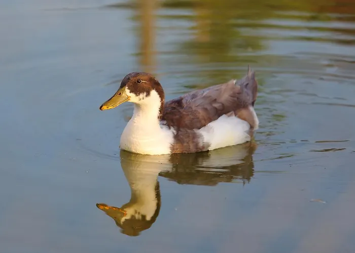 Seven Generations Winery Mechka