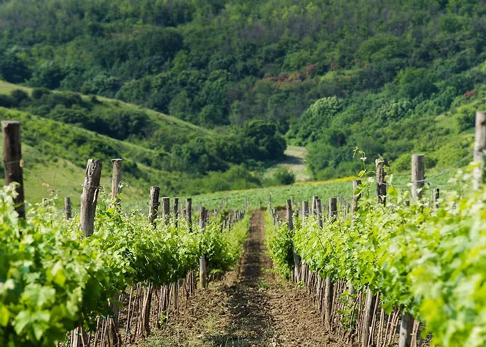 Seven Generations Winery ホテル