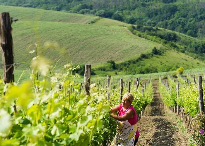 Seven Generations Winery Mechka